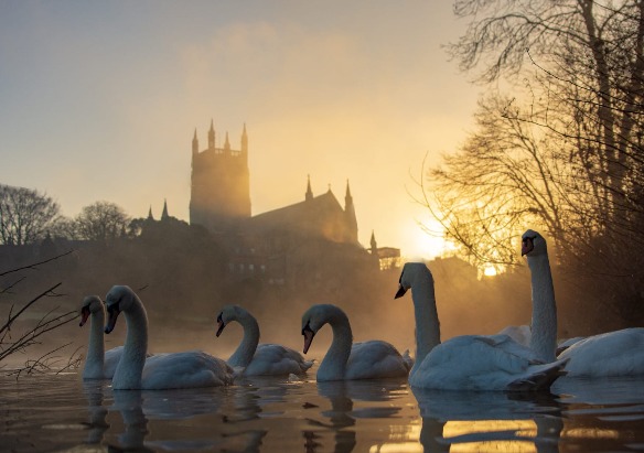 Worcester swans can be lost as cases of bird flu increase in the UK